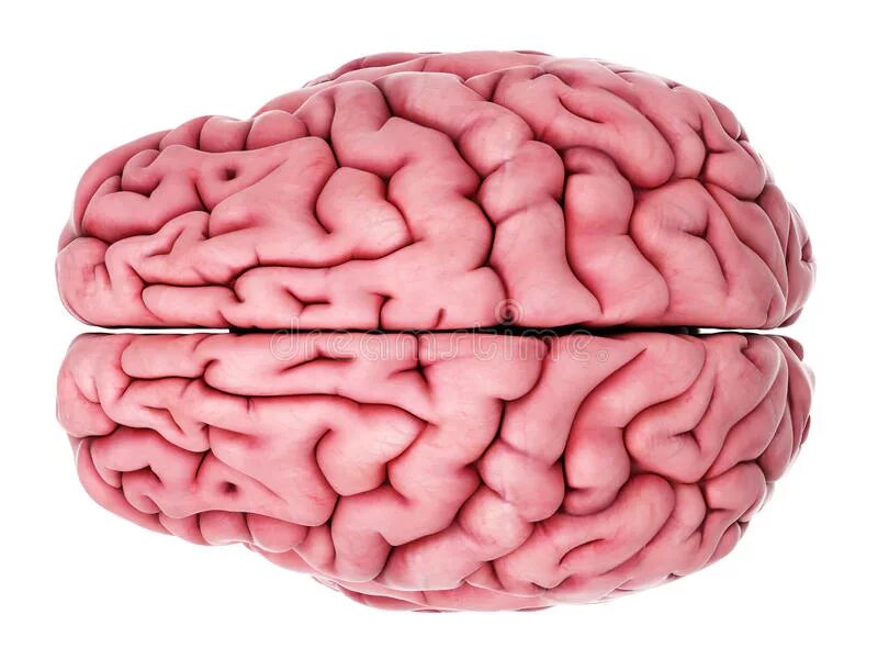 Пластина мозга. Мозг сверху. Мозг розовый. Розовые извилины.