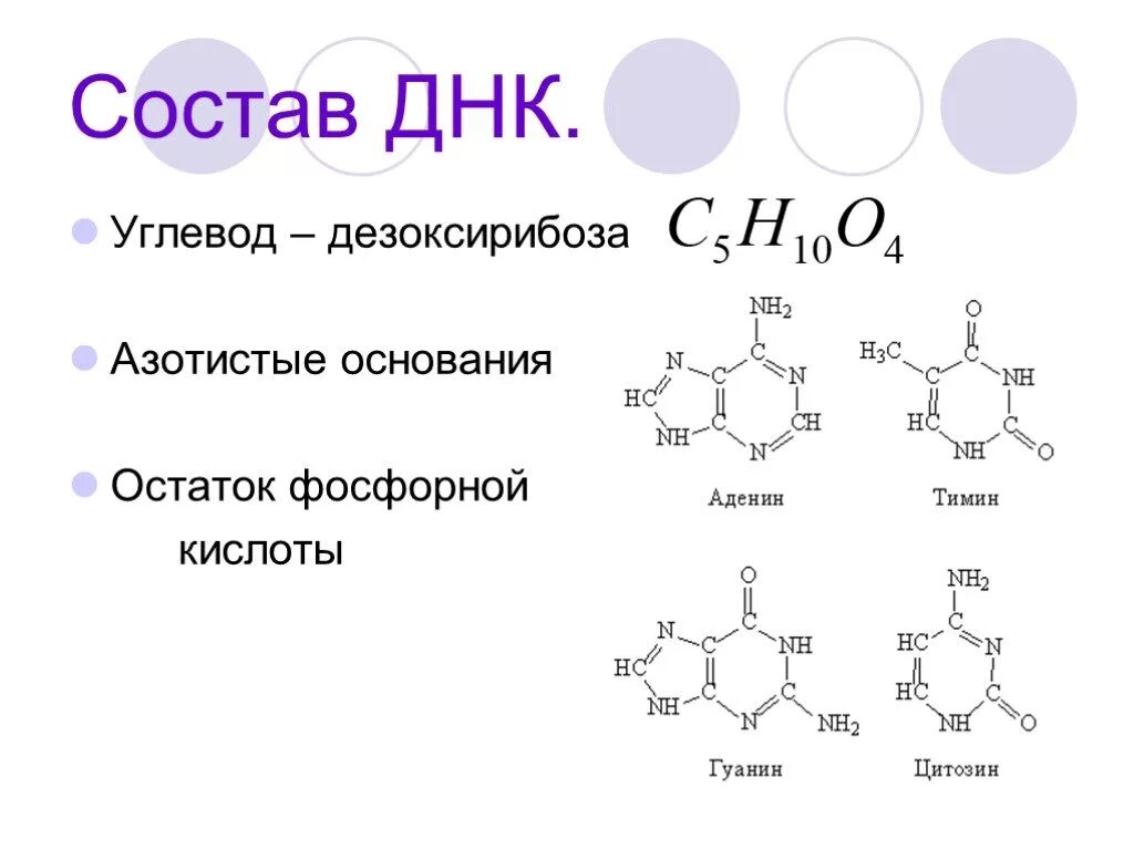 Азотистое основание тимин в молекуле днк. Химическое соединение днк. дезоксирибонуклеиновая кислота состав. химический состав молекулы днк. днк формула химическая.