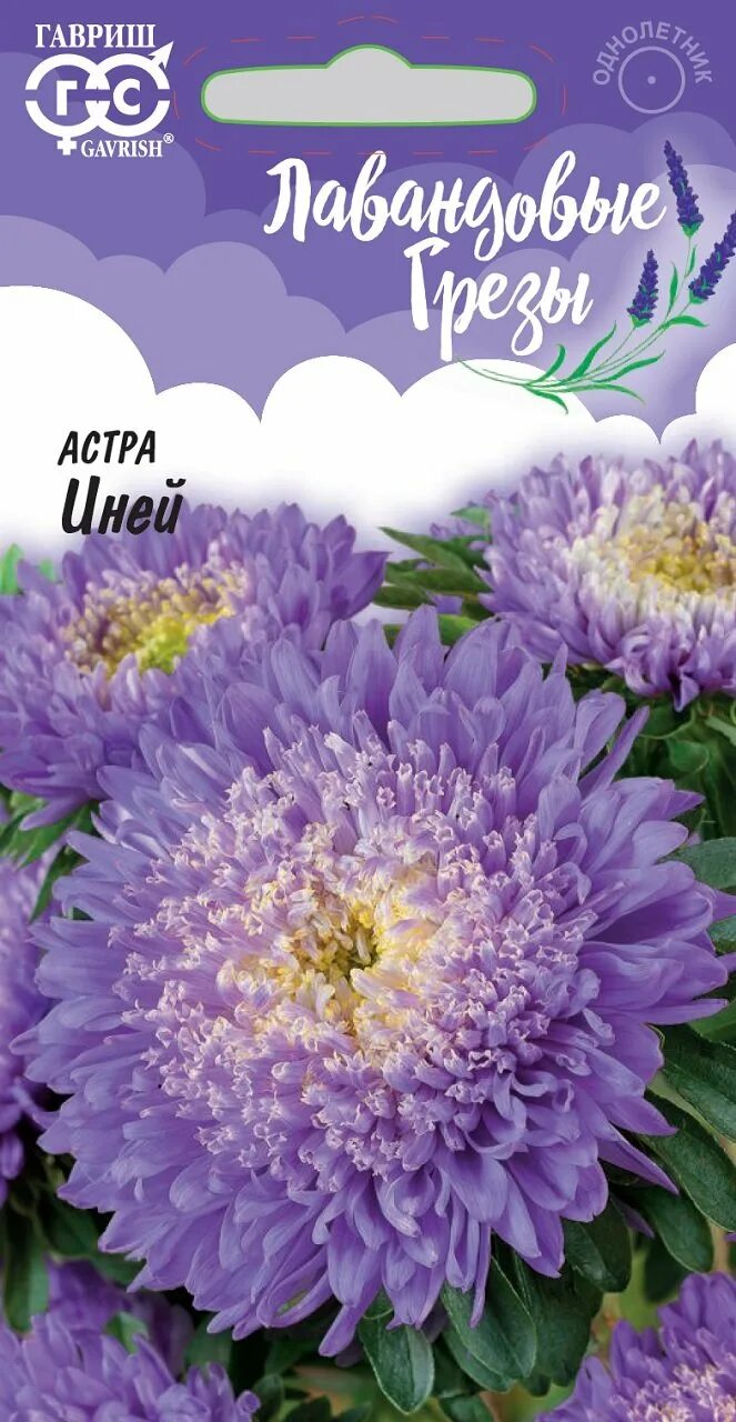 Лавандовые грезы. Лавандовые грезы. Лавандовые грезы. Глоксиния ликование. Девушка с лавандой.