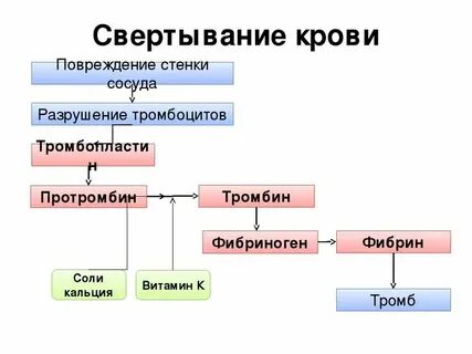 Тромб егэ