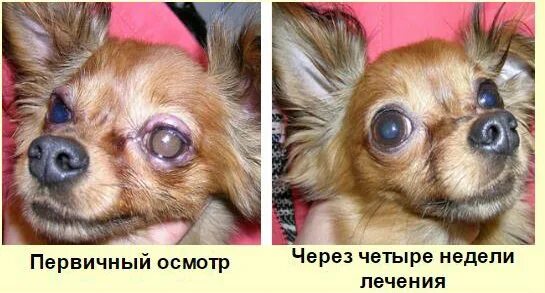 Опухший чихуахуа