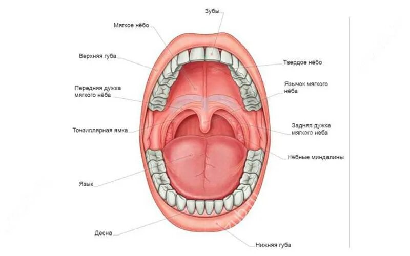 Где расположена верхнее. Полость рта строение анатомия. Ротовая полость анатомия зубы. Мягкое небо ротовой полости строение. Строение ротовой полости человека анатомия.
