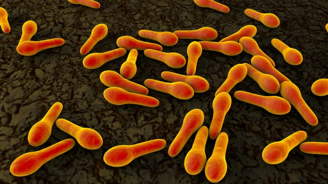 бактерии вызывающие столбняк. Clostridium tetani возбудитель. столбнячная палочка заболевание. клостридиум тетани споры. столбняк вызывается бактериями.