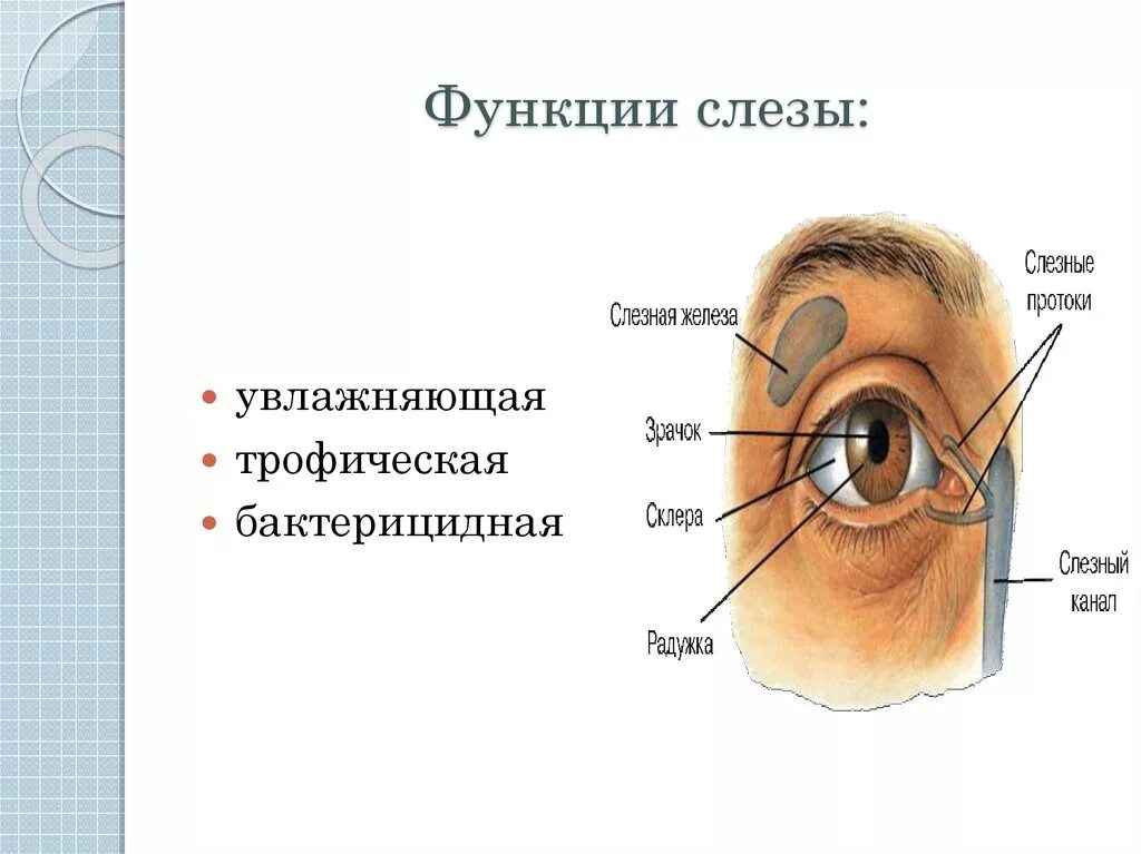 Строение слезной железы. Слезная железа и слезный мешок. Функции слезы. Строение глаза слезная железа.