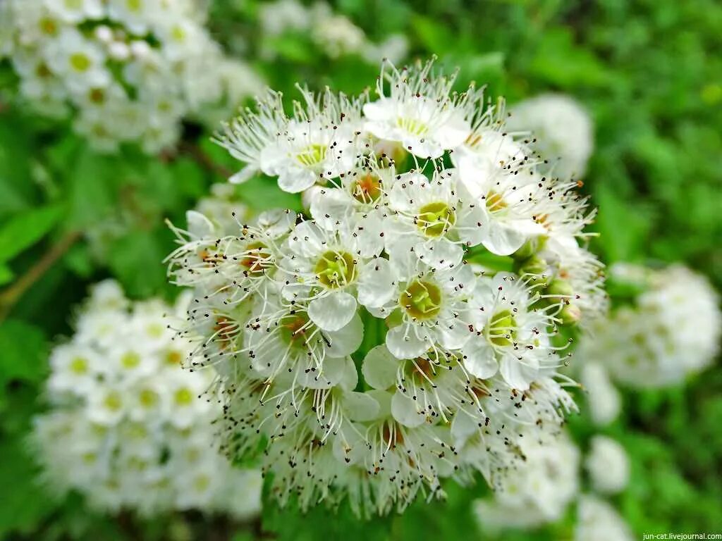 Рябина цветет. Sorbus aucuparia edulis (рябина обыкновенная). Рябина мучнистая Магнифика. Рябина обыкновенная цветение. Рябина Sorbus aucuparia Цветущая.