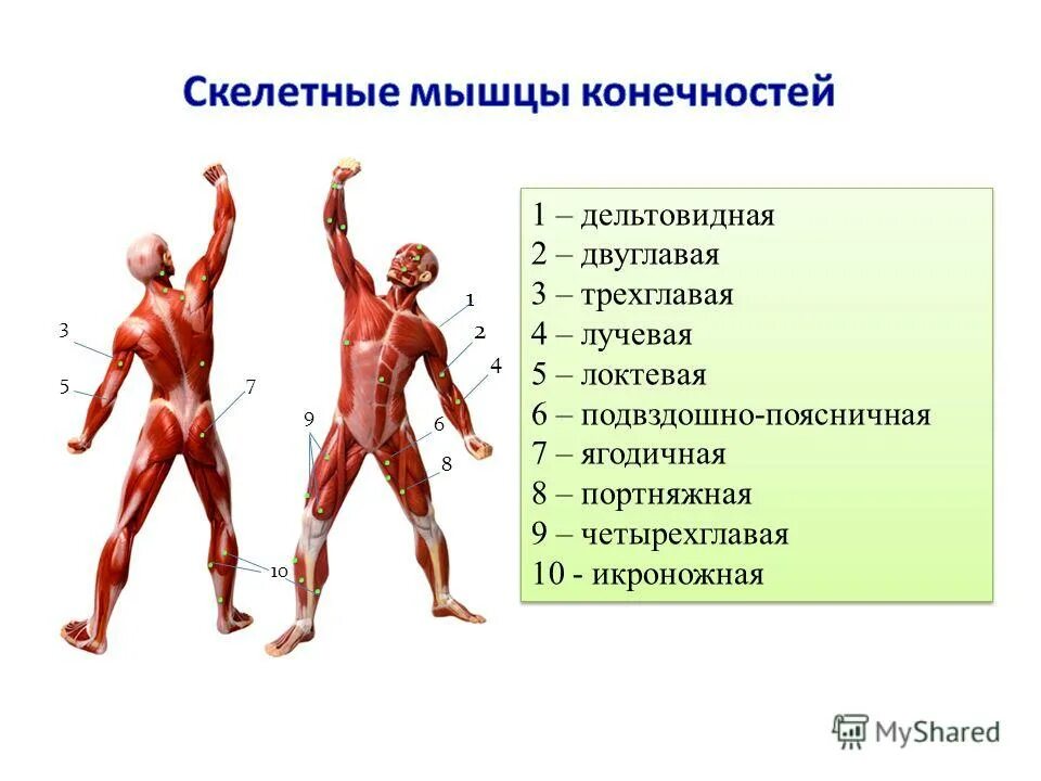 Основные мышцы для развития. Мышцы человека. Влияние физических упражнений на мыш. Влияние физ упражнений на мышечную систему. Эволюция мышечной системы.