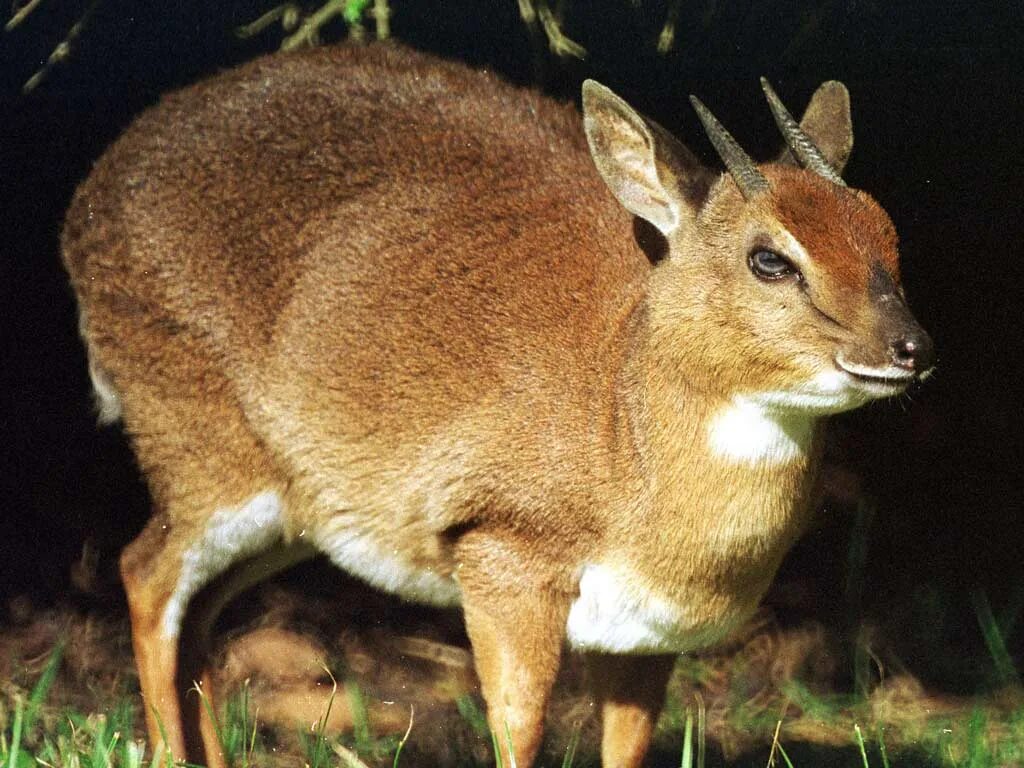 Карликовая антилопа 5 букв на о начинается. Карликовая антилопа (neotragus pygmaeus). карликовая антилопа 5. neotragus batesi. карликовая антилопа 5 букв.