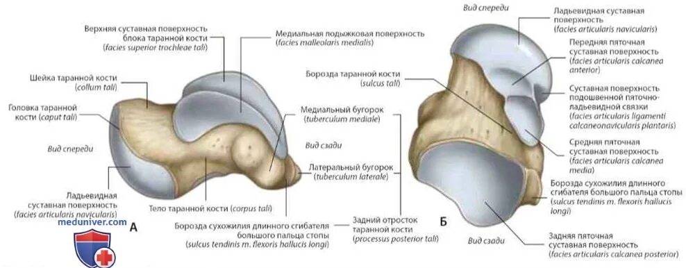 Таранная латынь. Таранная кость talus. таранная кость анатомия. таранная кость строение анатомия. строение таранной кости.