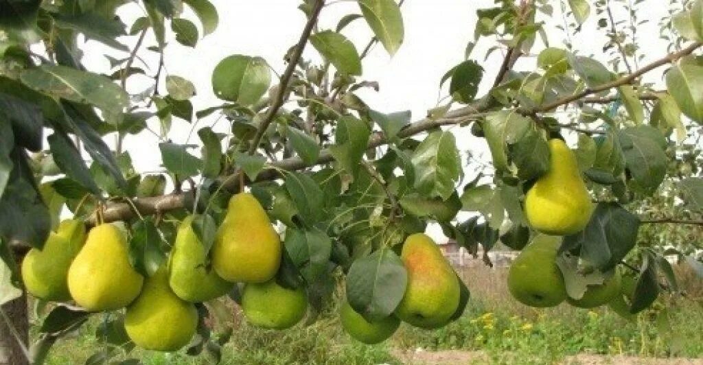 Груша юрьевская описание сорта фото отзывы Пусть расцветают яблони и груши!