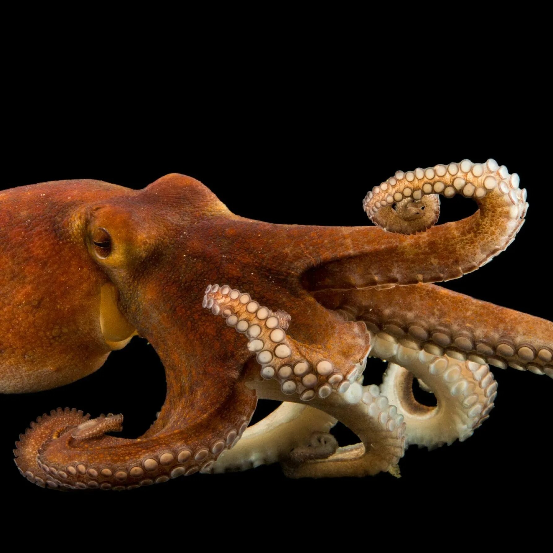 Длиннощупальцевый Спрут. Осьминог Octopus vulgaris. Двужаберные головоногие. Биолюминесцентный осьминог / stauroteuthis syrtensis.