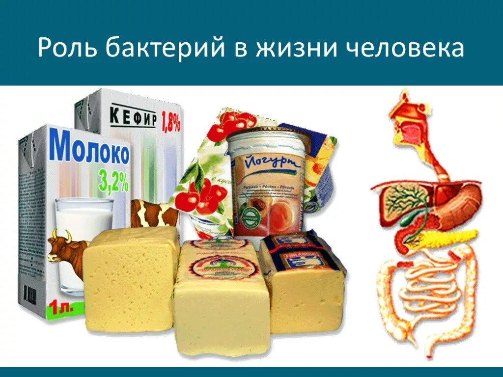 Каково значение бактерий в жизни человека впр. Бактерии в жизни человека. Роль бактерий. Роль бактерий в жизни. Роль бактерий в природе и жизни человека.