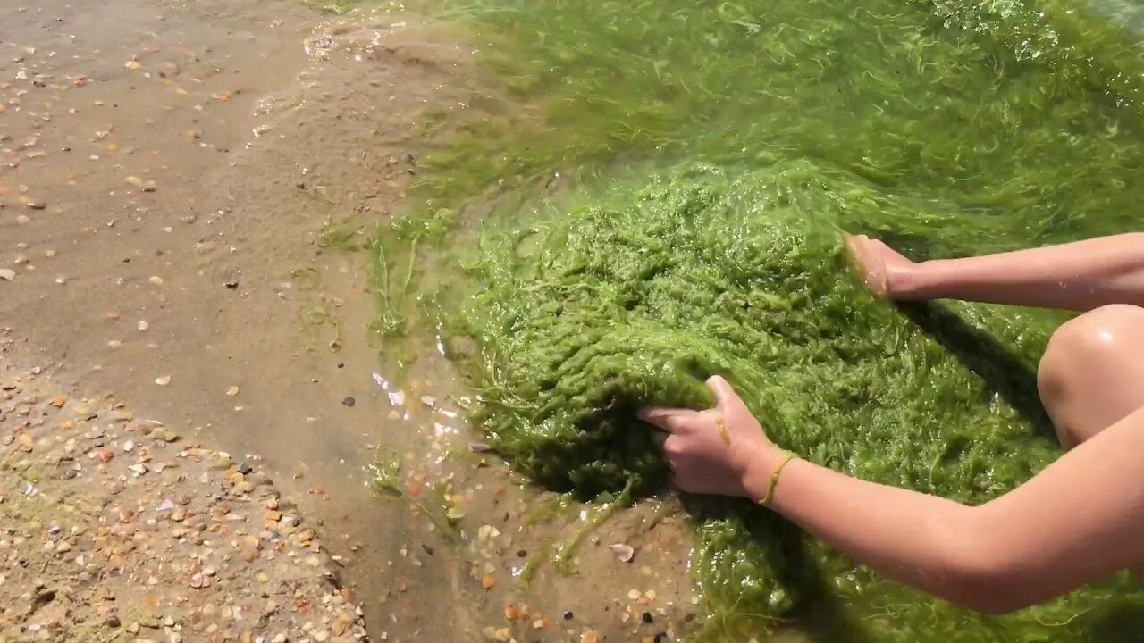 Водоросли в анапе. Камка в Анапе. Водоросль камка в Анапе. Зеленое черное море в Анапе.