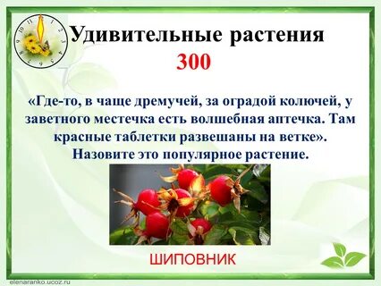 Где цветок там