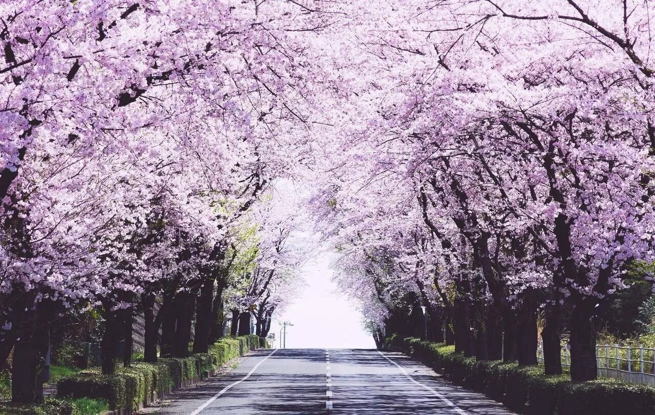 Аллея Сакуры в Японии. Цветение Сакуры аллея. Кунгстрэдгорден Сакура. Парк Сакура. Сакура рядом