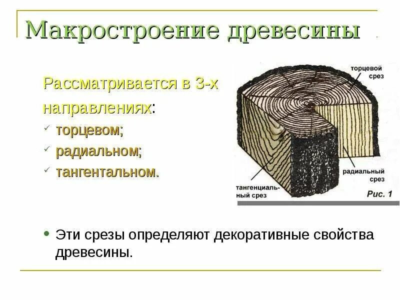 Определение среза. Макроструктура древесины поперечный срез. Макроструктура древесины породы деревьев. Строение древесины. Макро и микроструктура древесины. Макроструктура древесины поперечный радиальный тангенциальный.