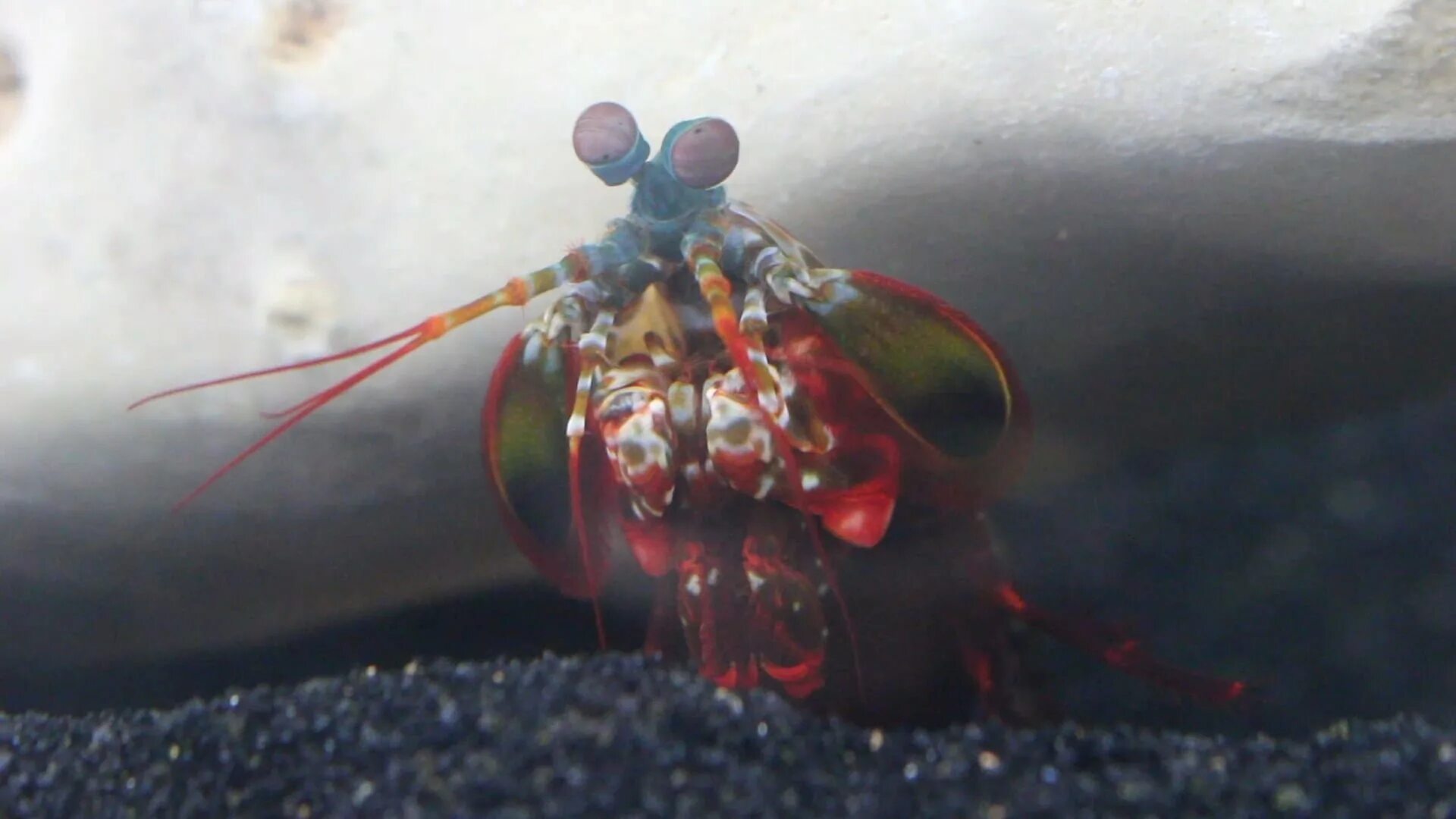 Мантис шримп. Путешествие в подводный мир презентация. Креветка-богомол мантис. Сила удара богомола. Мантис шримп.