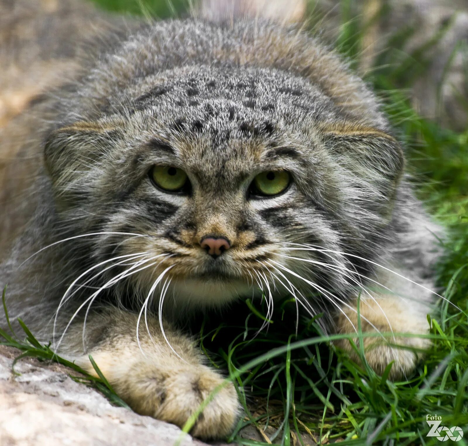 дикий кот манул питание. дальневосточный манул.