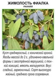 Фиалка жимолость описание