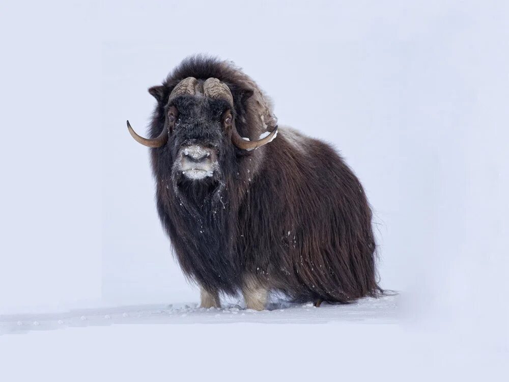Овцебык. Древний овцебык. Овцебык на чукотке. Овцебык плейстоцен. Сет овцебыка.