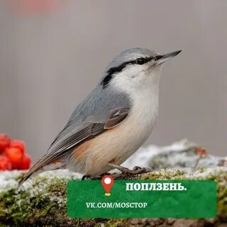 Птицы столицы
