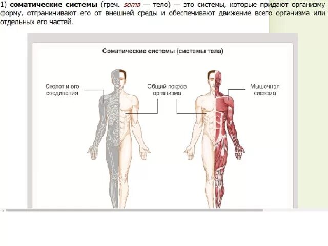 Система покровных органов человека функции. Покровная система человека строение. Система покровных органов человека. Строение покровной системы. Системы органов рисунок покровной системы.