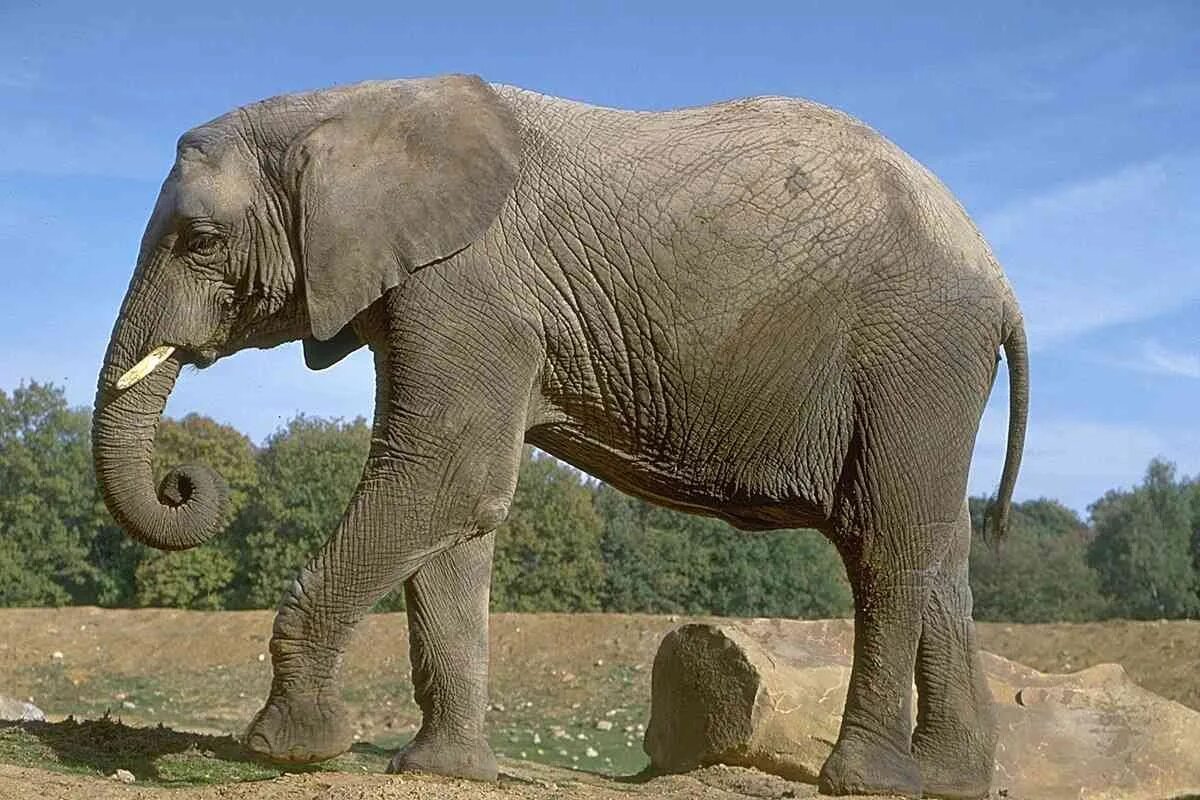 Слон слоновый. Африканский саванный слон. Хоботные индийский слон. СЛОРН. Лоно.