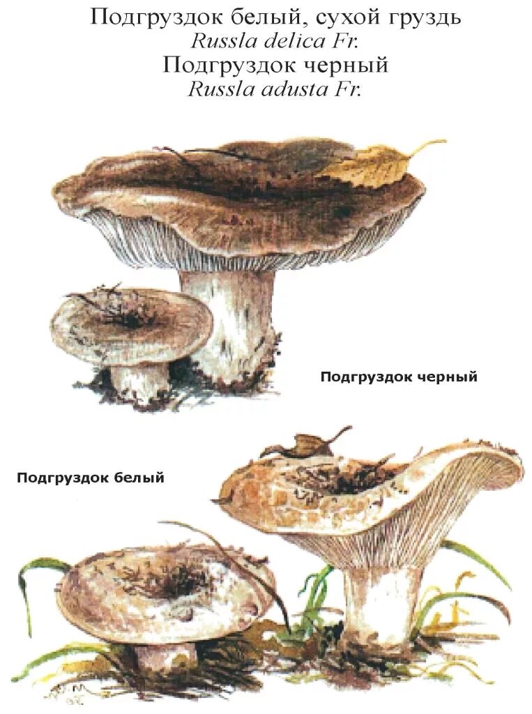 Белый подгруздок и белый груздь. Белый груздь и подгруздок отличие. Подгруздок ложный. Белый груздь ложный и настоящий.