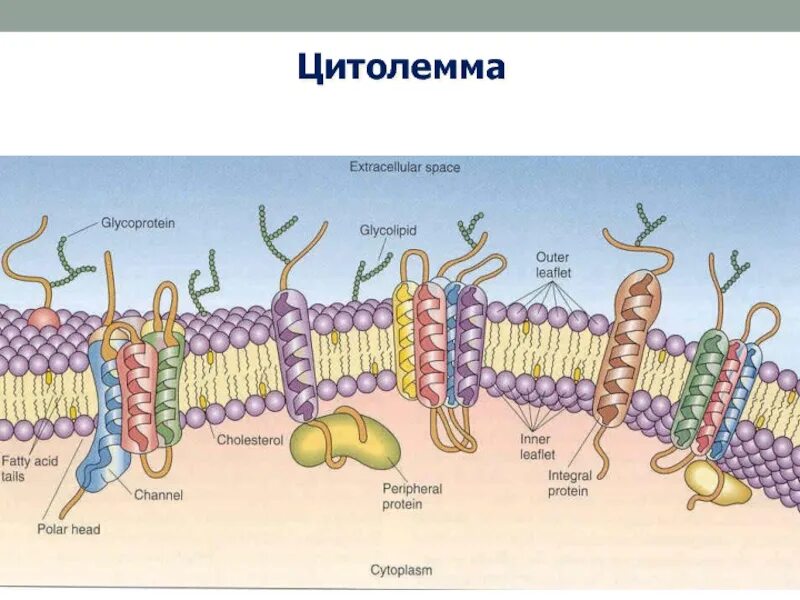 Цитолемма это. Клеточная мембрана цитолемма. Цитолемма гистология. Цитоплазматическая мембрана плазмолемма. Плазматическая мембрана и клеточная стенка.