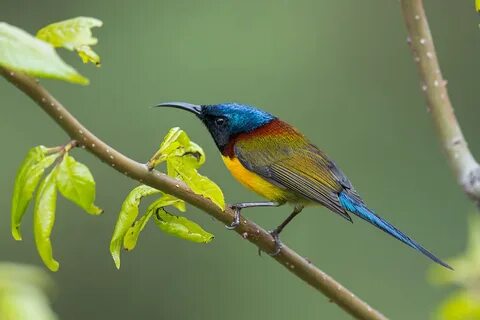 Sunbird comparison