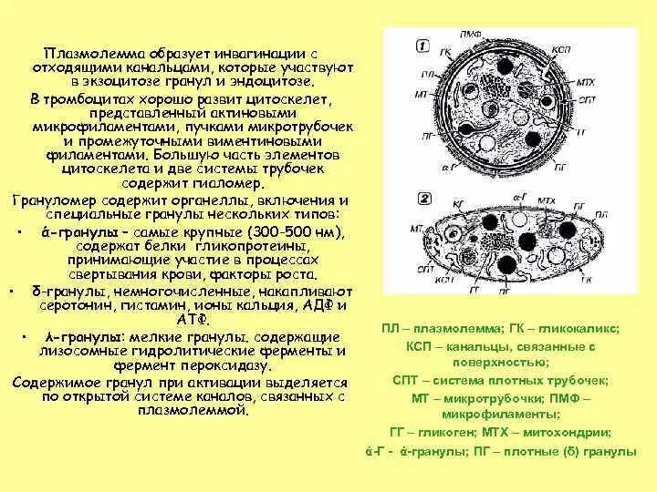 Содержимое гранул тромбоцитов. Содержимое гранул тромбоцитов
