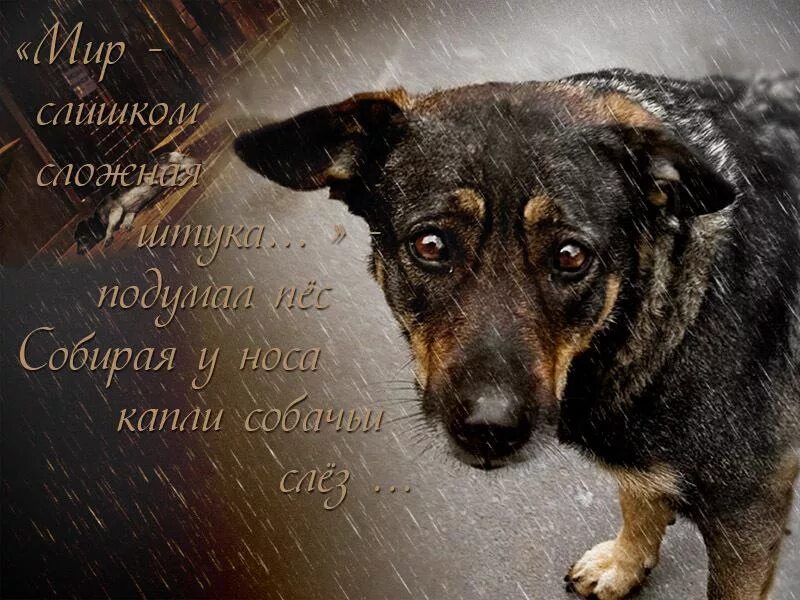 Про души собак. Про души собак. Счастливая собака. Собака на небесах. Собачья душа.