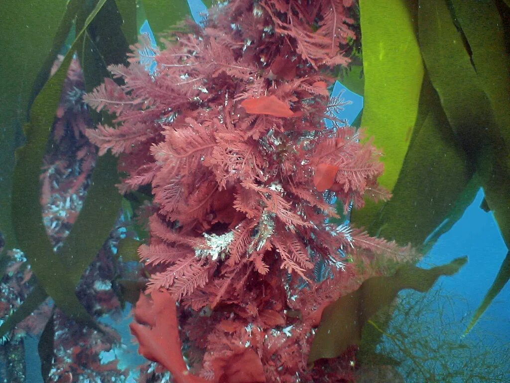 Красные водоросли глубина. Красные водоросли в Арктике. Карское море водоросли. Красные водоросли ламинария. Красная водоросль в Северном Ледовитом океане.