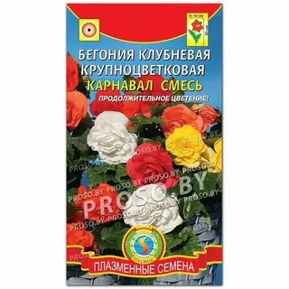 Семена бегонии клубневой
