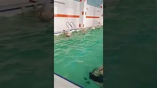 Жастар бассейн