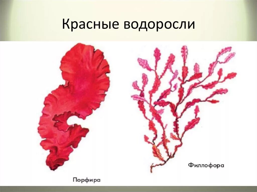 Красные водоросли 7 класс впр. Багрянки водоросли представители. Красные водоросли багрянки представители. Представители красных водорослей 5 класс биология. Порфира водоросль и Филлофора.