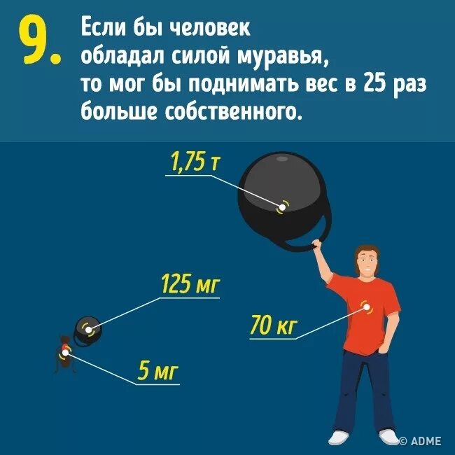 Сколько может поднять человек. Какой вес может поднять человек. Какую массу может поднять человек. Какой вес способен поднять человек. На сколько поднимет вес