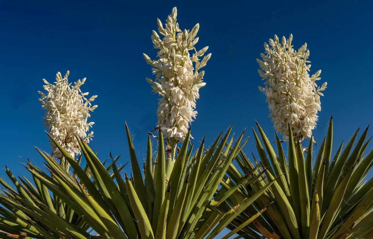 Юкка алоэлистная (Yucca aloifolia). Пальма Юкка нитчатая. Юкка нитеносная. Юкка Виппла. Юкко