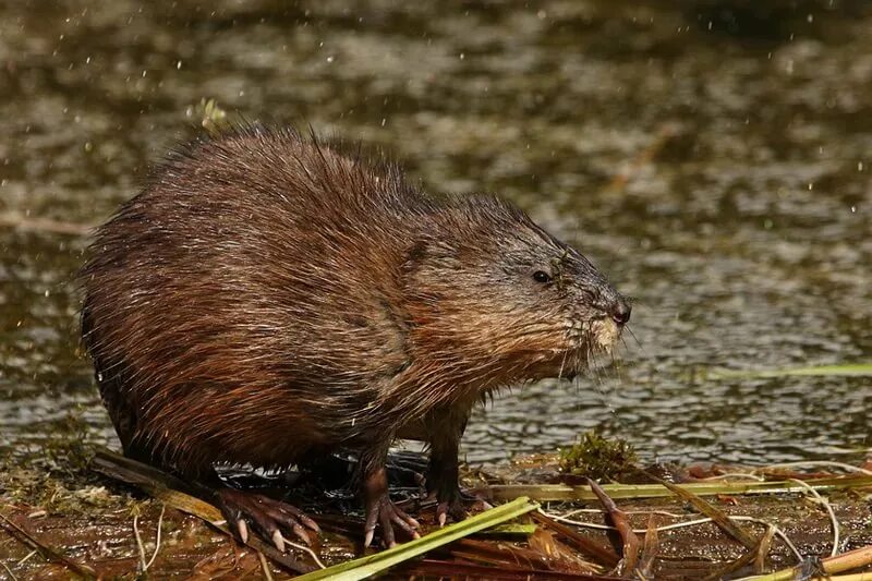 Мыши бобры. Ондатра. Ондатра (лат. Ondatra zibethicus). Выхухоль и ондатра. Выдра ондатра выхухоль.