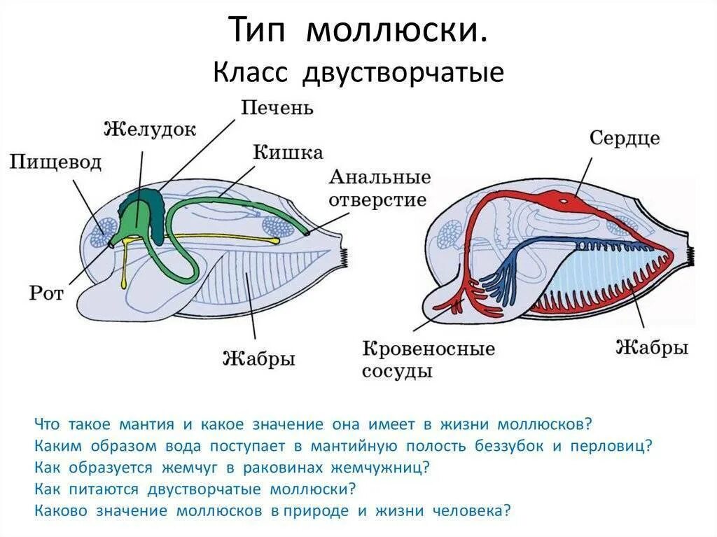 Моллюски имеют сердце. Двустворчатые моллюски мантийная полость. Класс двустворчатые моллюски выделительная система. Мантийная полость перловицы. Двустворчатые биология 7 класс.