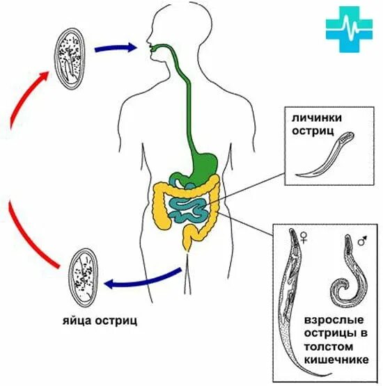 Острицы эффективное лечение. Глисты у человека симптомы и лечение лекарства. Лекарство от глистов остриц. Профилактика глистов препараты. Препараты от глистов и остриц у взрослых и детей.