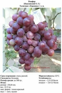 Виноград характеристики сортов