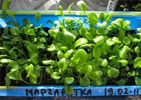 Рассада маргариток