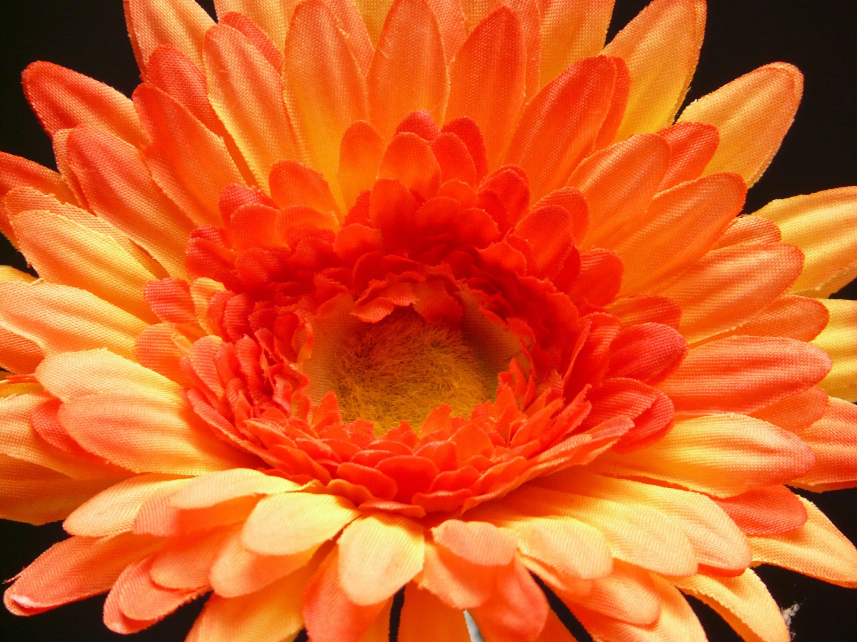 Гербера. Orange Gerbera. Гербера красная спринг. Оранжевые цветы.