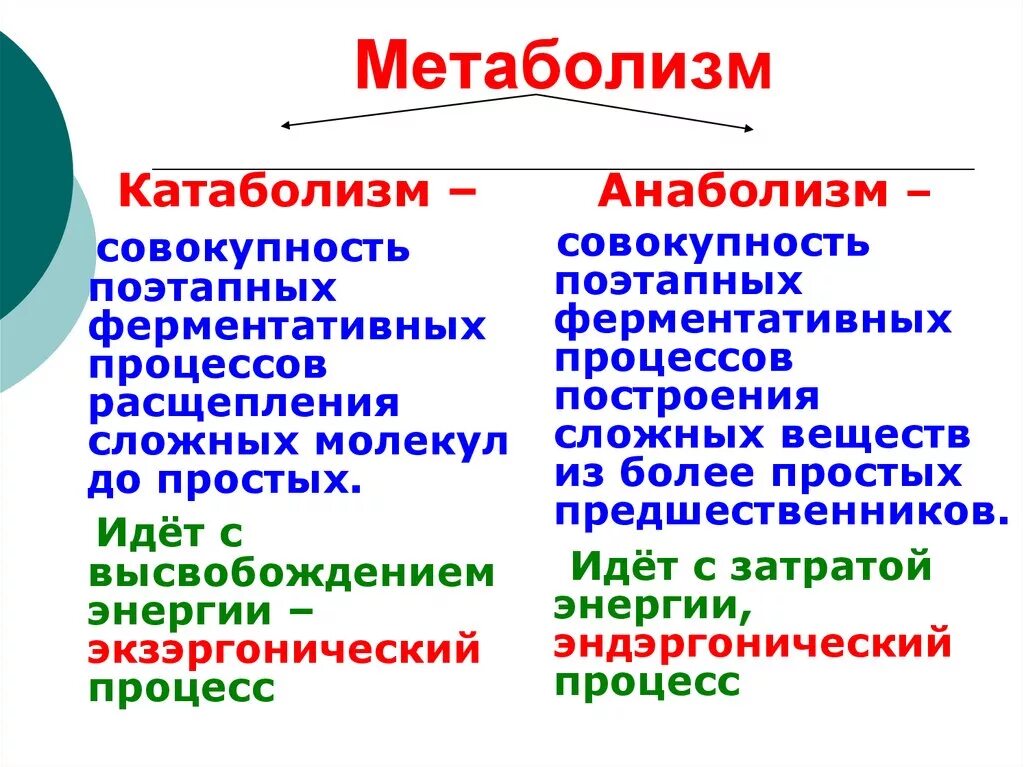 Общее понятие об обмене веществ и энергии.анаболизм и катаболизм. Понятие анаболизма и катаболизма. Метаболизм таблица анаболизм и катаболизм. Понятия о метаболизме, катаболизме и анаболизме. Метаболизм это простыми словами у женщин