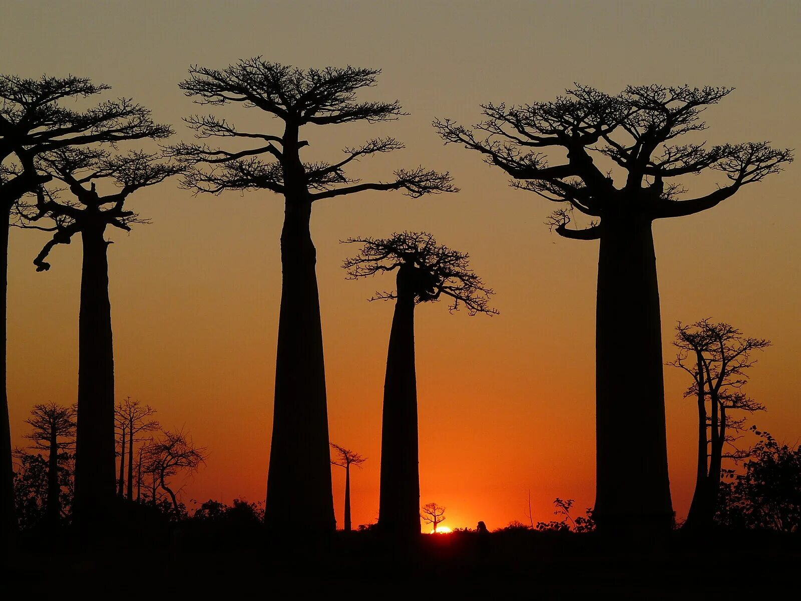 Trees travel
