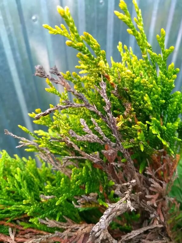 Туя меняет цвет. Болезни туи. Серая хвоя у туи. У туи бледная хвоя. Кончики хвои у туи коричневые весной.