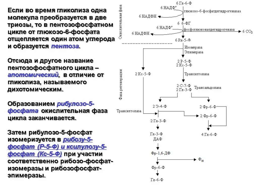 Пентозофосфатный путь транскетолаза. Схема гликолиза биохимия. Пентозный цикл транскетолаза. Транскетолазы пентозофосфатного цикла.