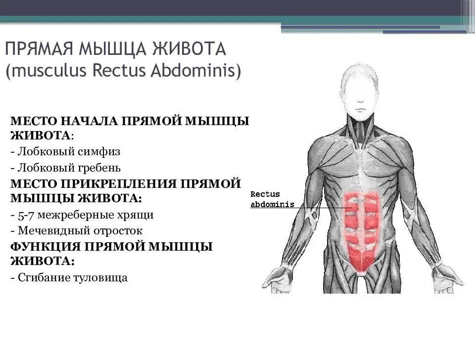 Передняя прямая мышца живота. Прямая мышца живота выполняет следующие функции. Поперечная мышца живота вид сбоку. Функции прямой мышцы живота анатомия. Мышцы живота анатомия вид сбоку.