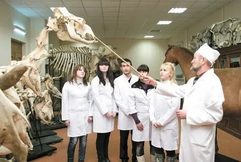 Ветеринар сколько учиться в колледже