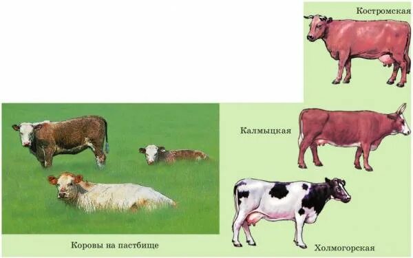 Какая профессия выращивает корову. Гигиена содержания телят. Бизнес план крупного рогатого скота. Какая профессия выращивает корову. Напиши люди каких профессий выращивают.
